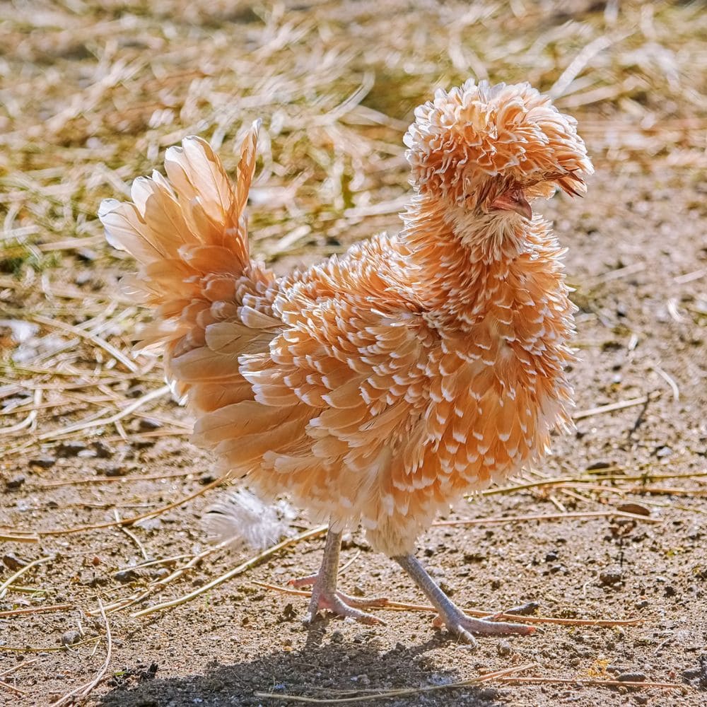 Frizzle Chicken posing while standing on the ground