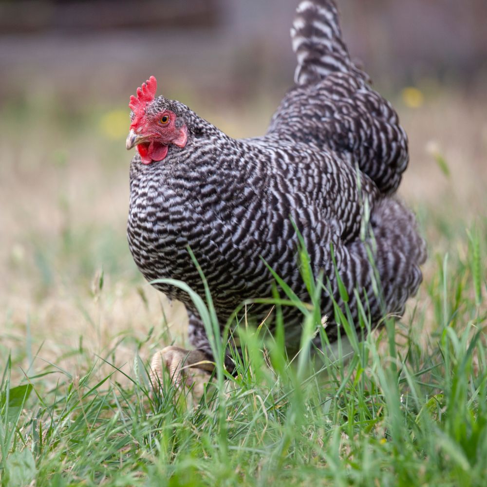 Heritage Barred Rock hen standing in grass