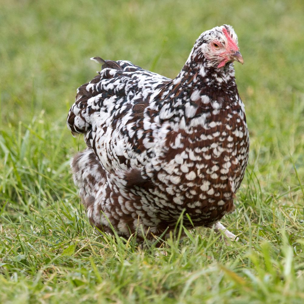 Heritage Speckled Sussex hen standing in green grass