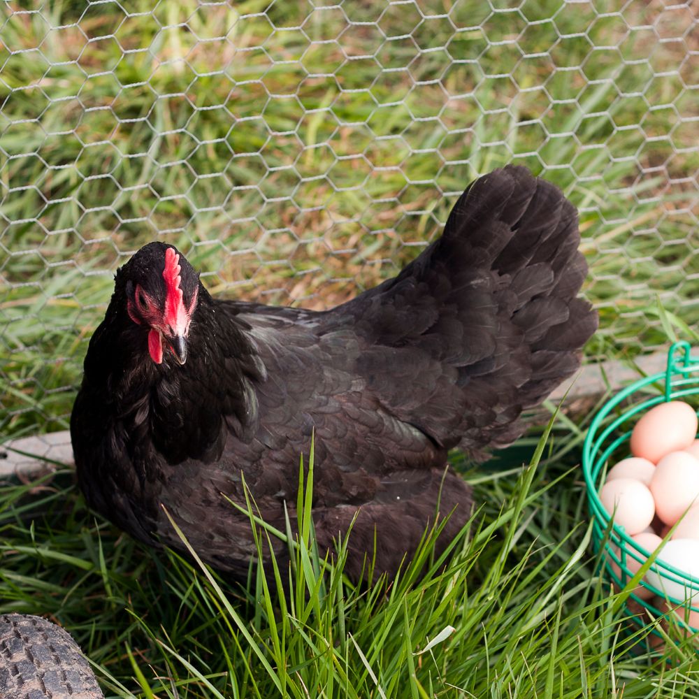 Heritage Black Australorp hen sitting in grass with basket of eggs next to her