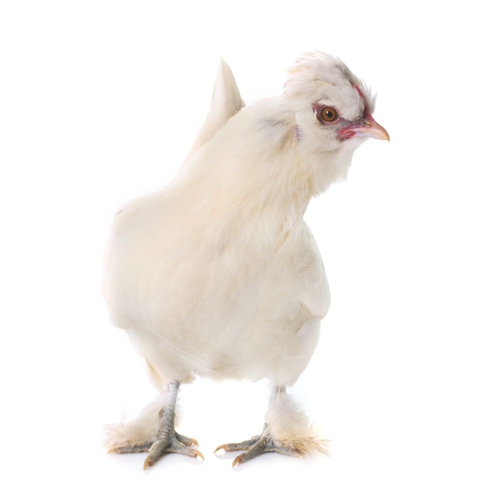 White Heritage Sultans Chicken on all white background