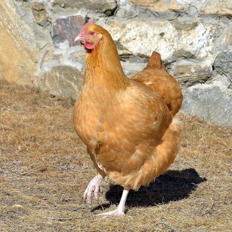 7 Heritage Chicken Breeds Our Grandparents Kept