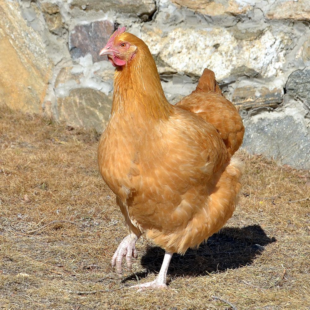 Heritage Buff Orpington Hen with rock wall background