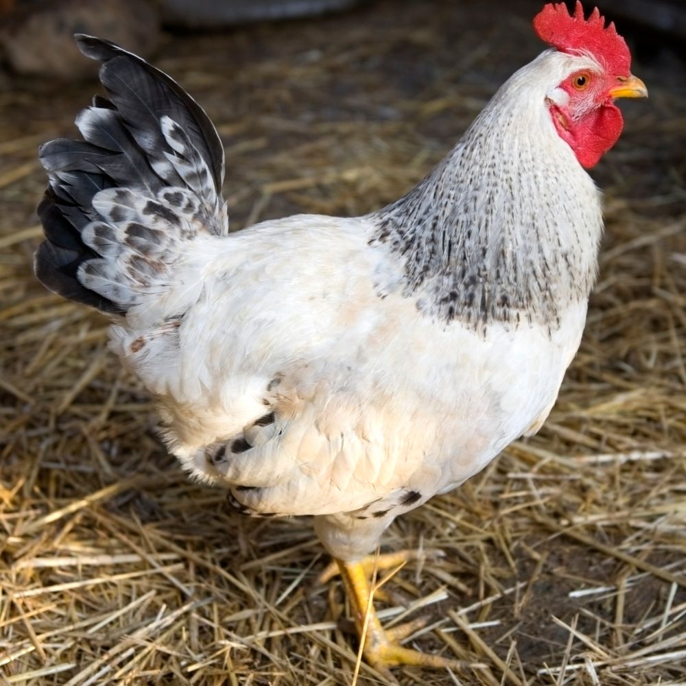 Heritage Delaware hen standing on bed of straw