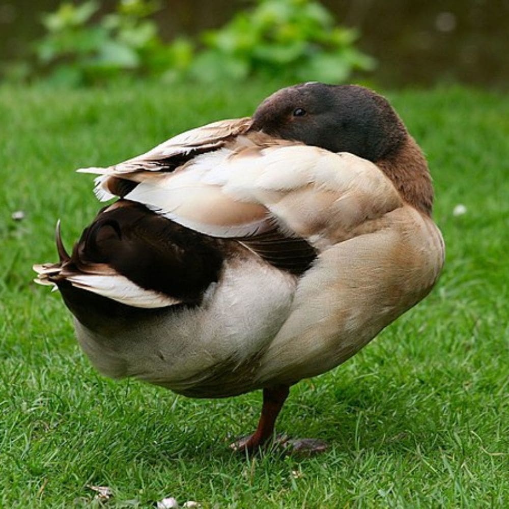 Khaki Campbell Drake with beak tucked into its feathers on a green grassy background.