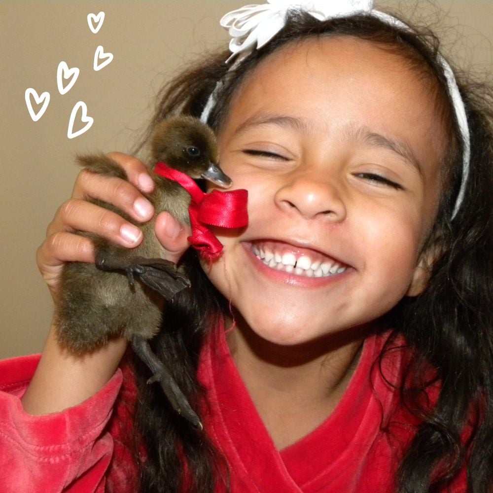 Girl holding Khaki Campbell duckling with a bow around the neck