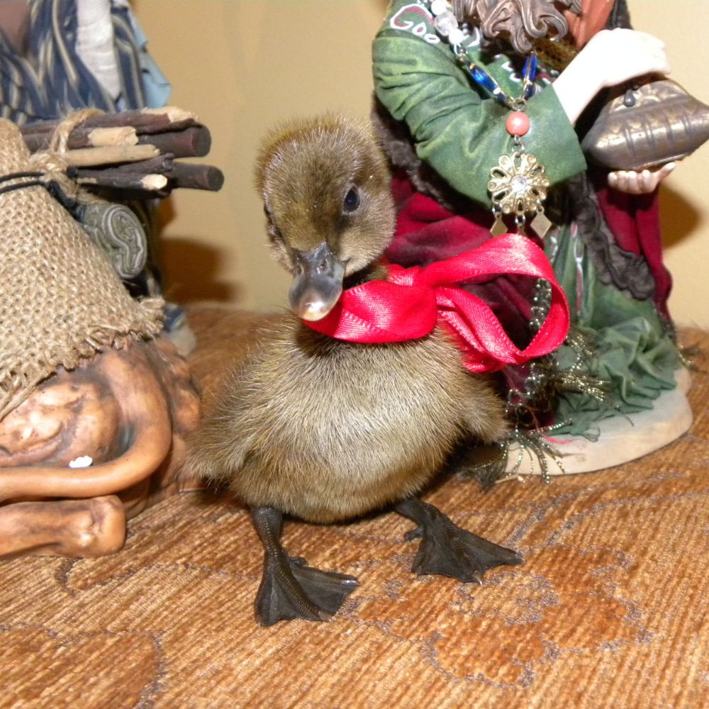 Khaki Campbell Duckling