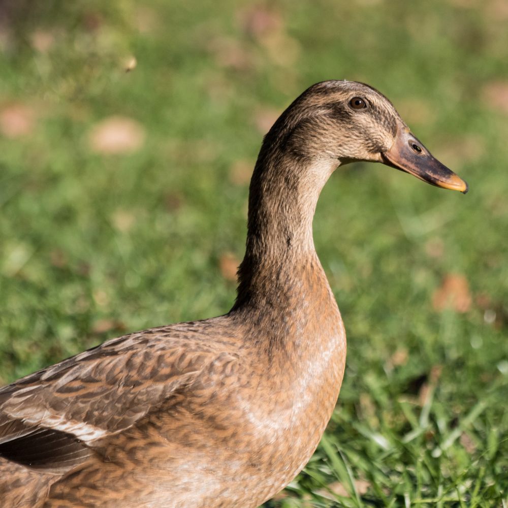 Khaki Campbell Hen on green grass