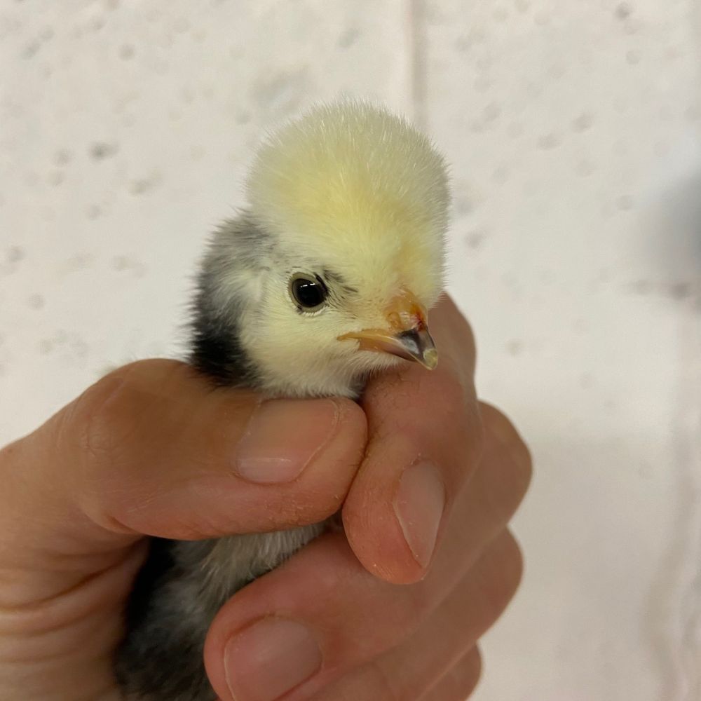 Day old polish chick being held in a hand