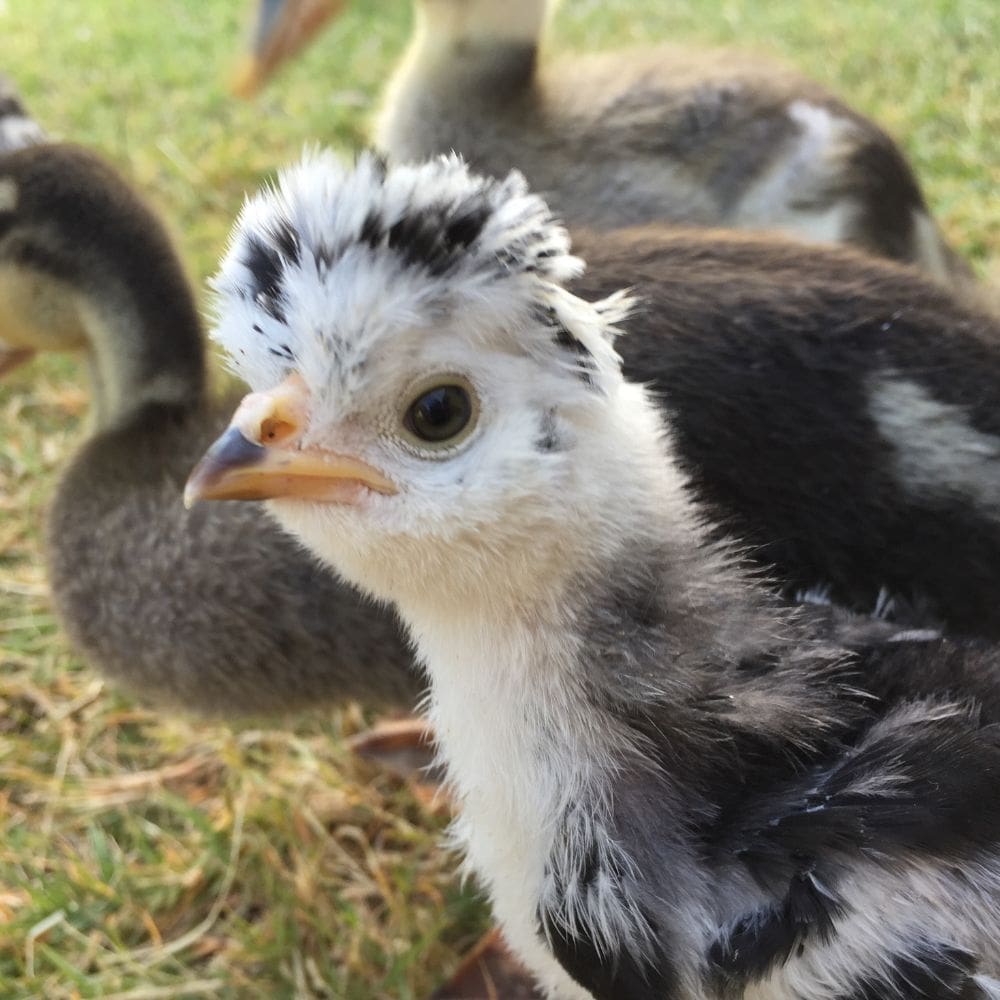 Several weeks old Polish chick in yard