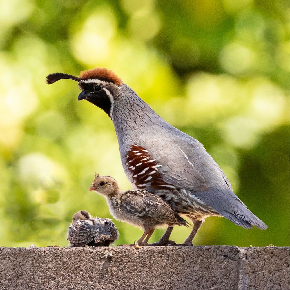 Quail Hen Up Close With Two Baby Quail Chicks