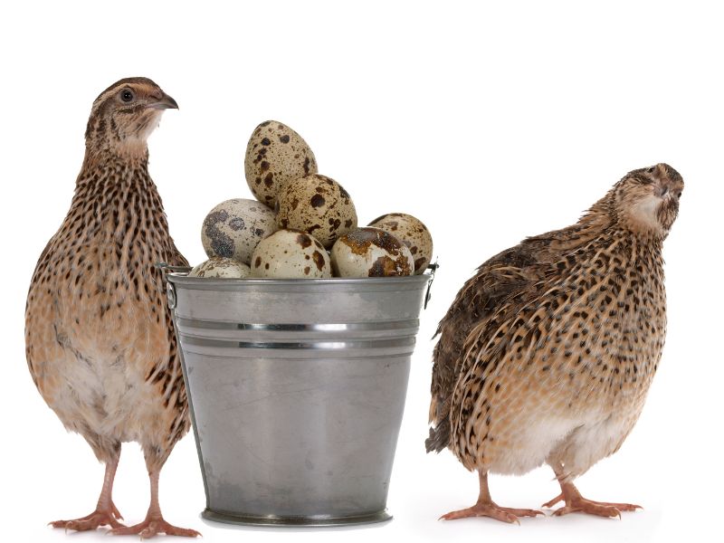 Two quail hens with bucket of quail eggs