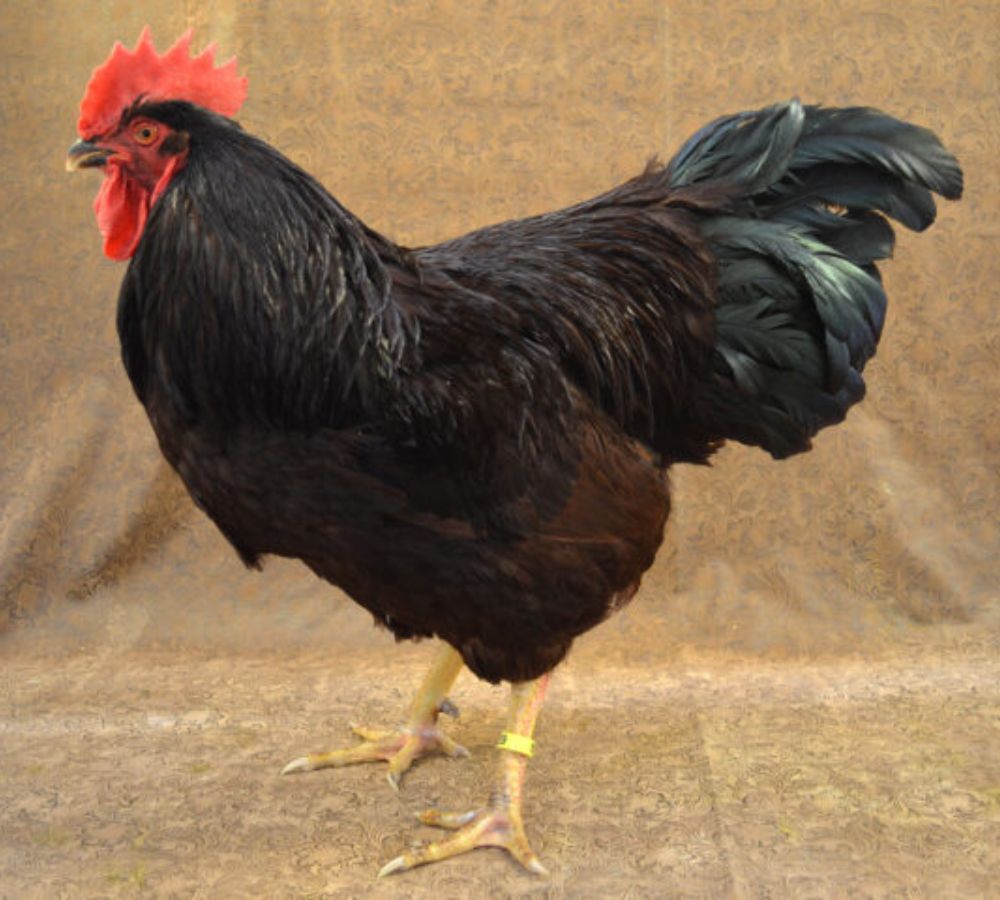 Heritage strain of Rhode Island Red Rooster with tan background