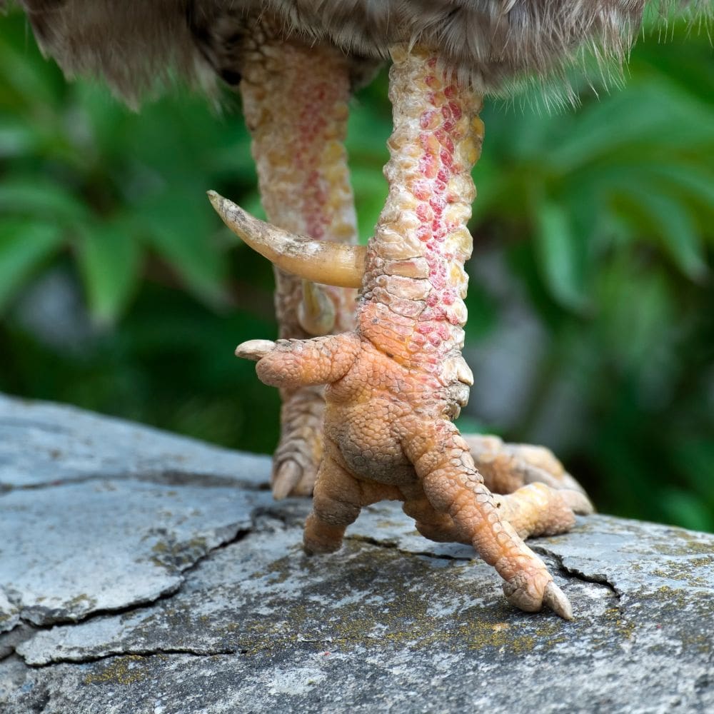 up close rooster spur with greenery background