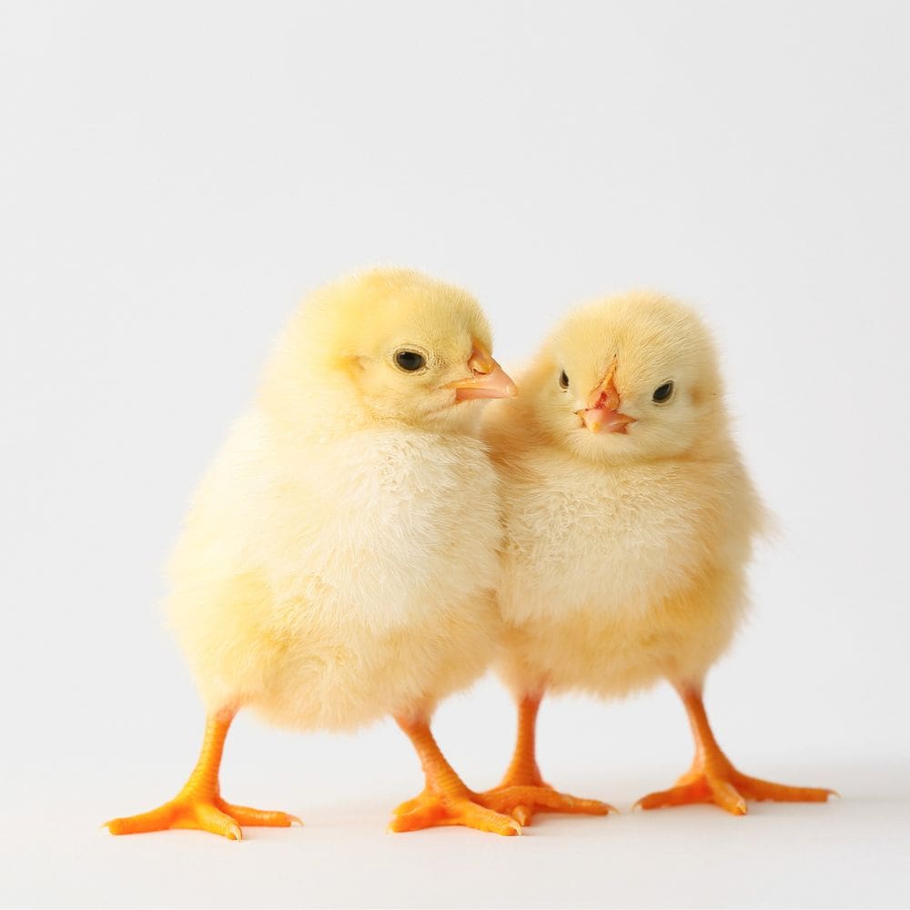 Two Salmon Faverolles chicks standing next to each other