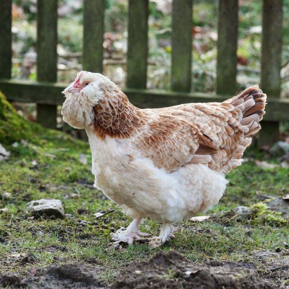 Salmon Faverolles hen in grass with wooden fence behind her