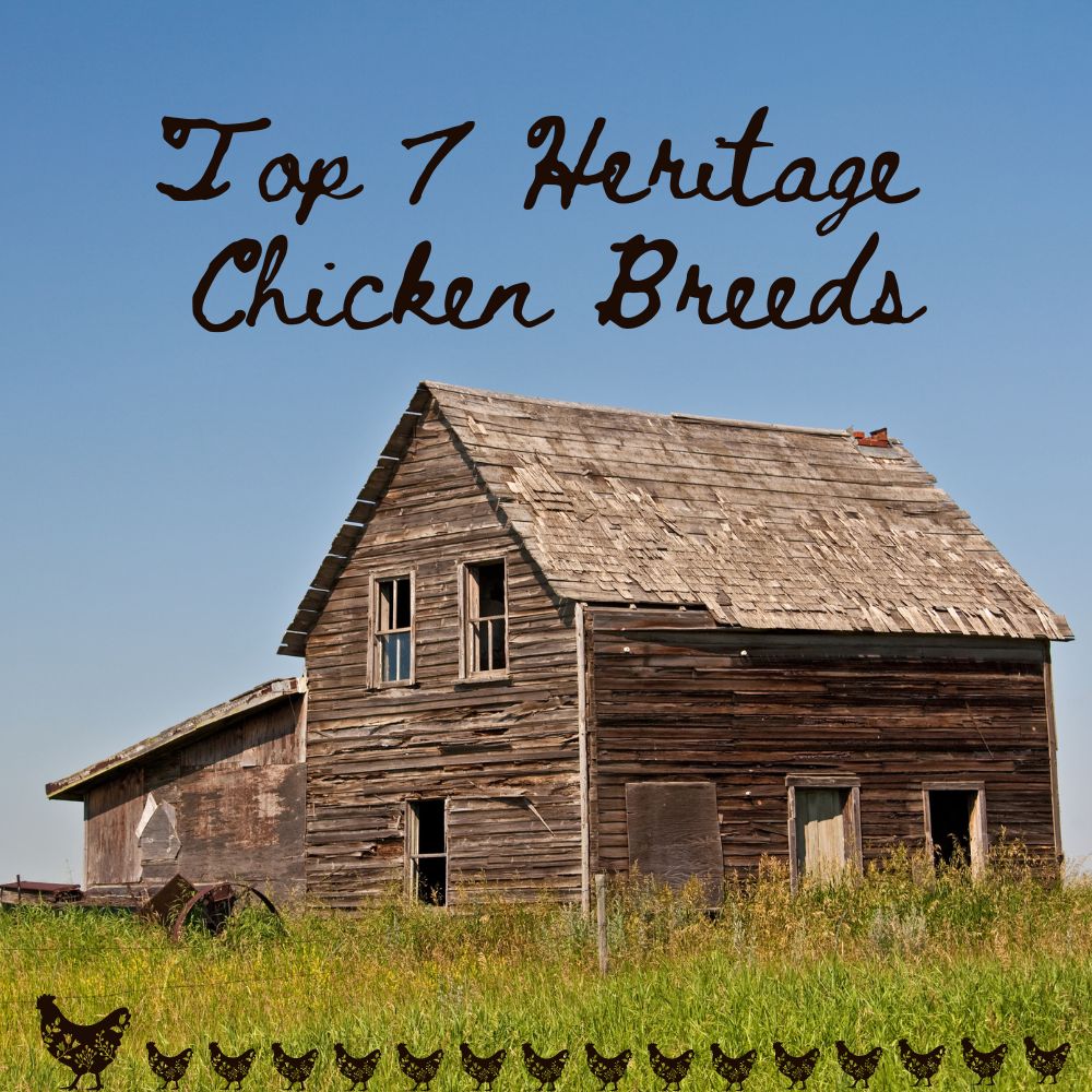 Top 7 Heritage Chicken Breeds