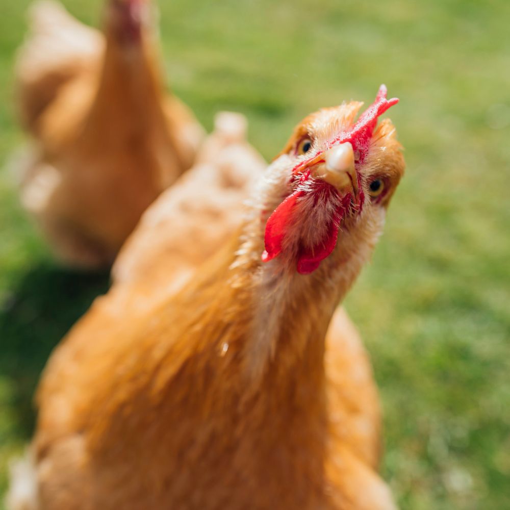 Buff Orpington rooster looking at the camera. In the background is a green field out of focus.