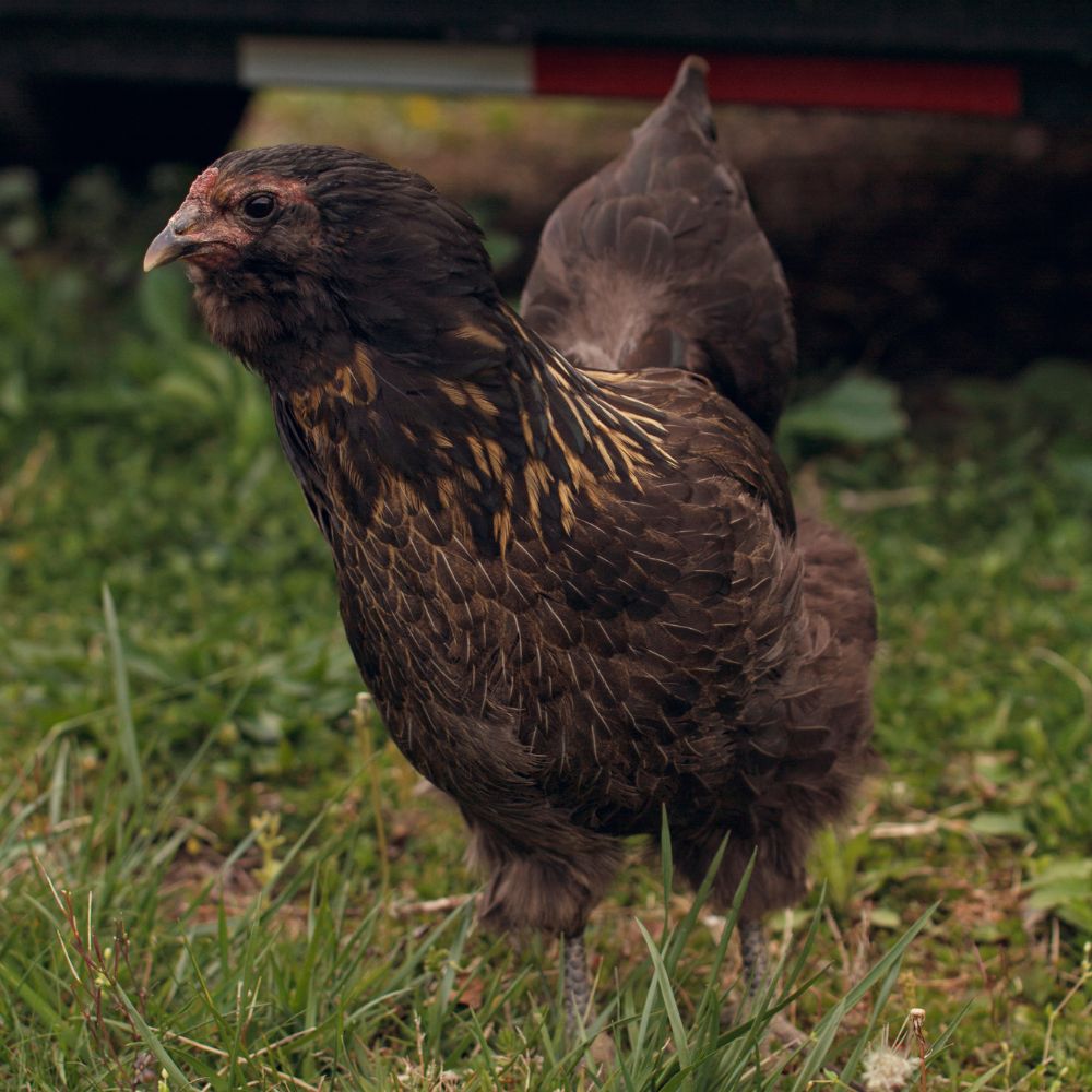 Black Ameraucana Chicken Rooster | informacionpublica.svet.gob.gt