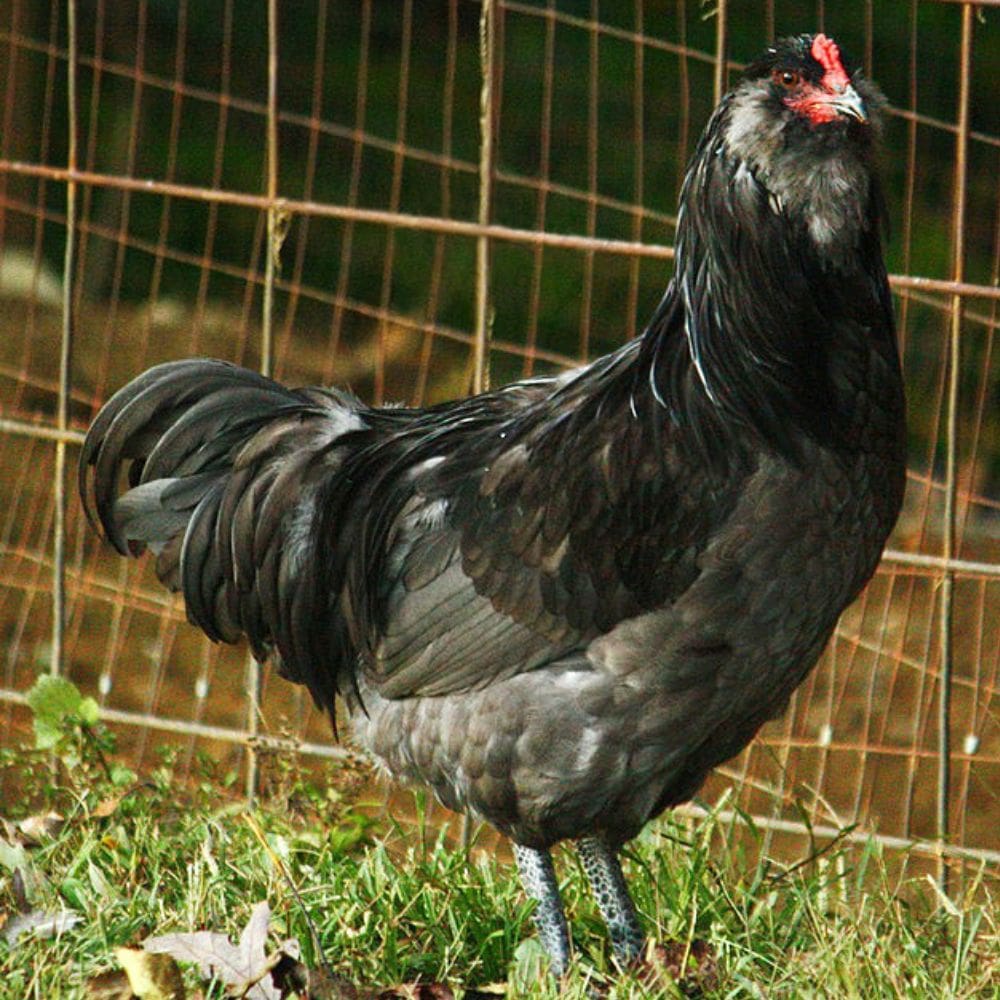 araucana hen black