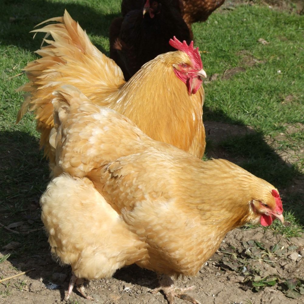 Buff Orpington rooster and hen pecking  in a yard of green grass.