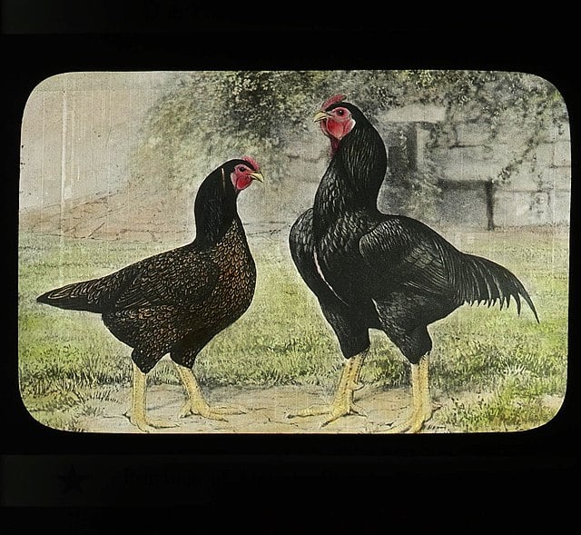 Cornish Chicken painting rooster and hen old fashioned