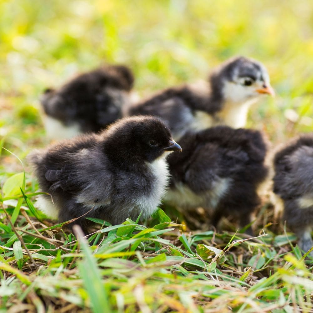 Barred Rock chicks gathered on grass