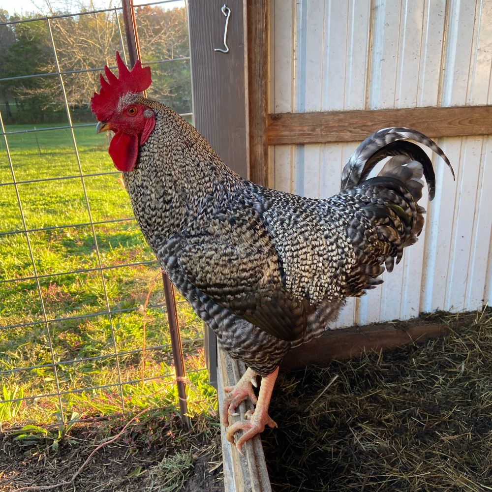 Barred Rock rooster perched on wooden rail in barn doorway