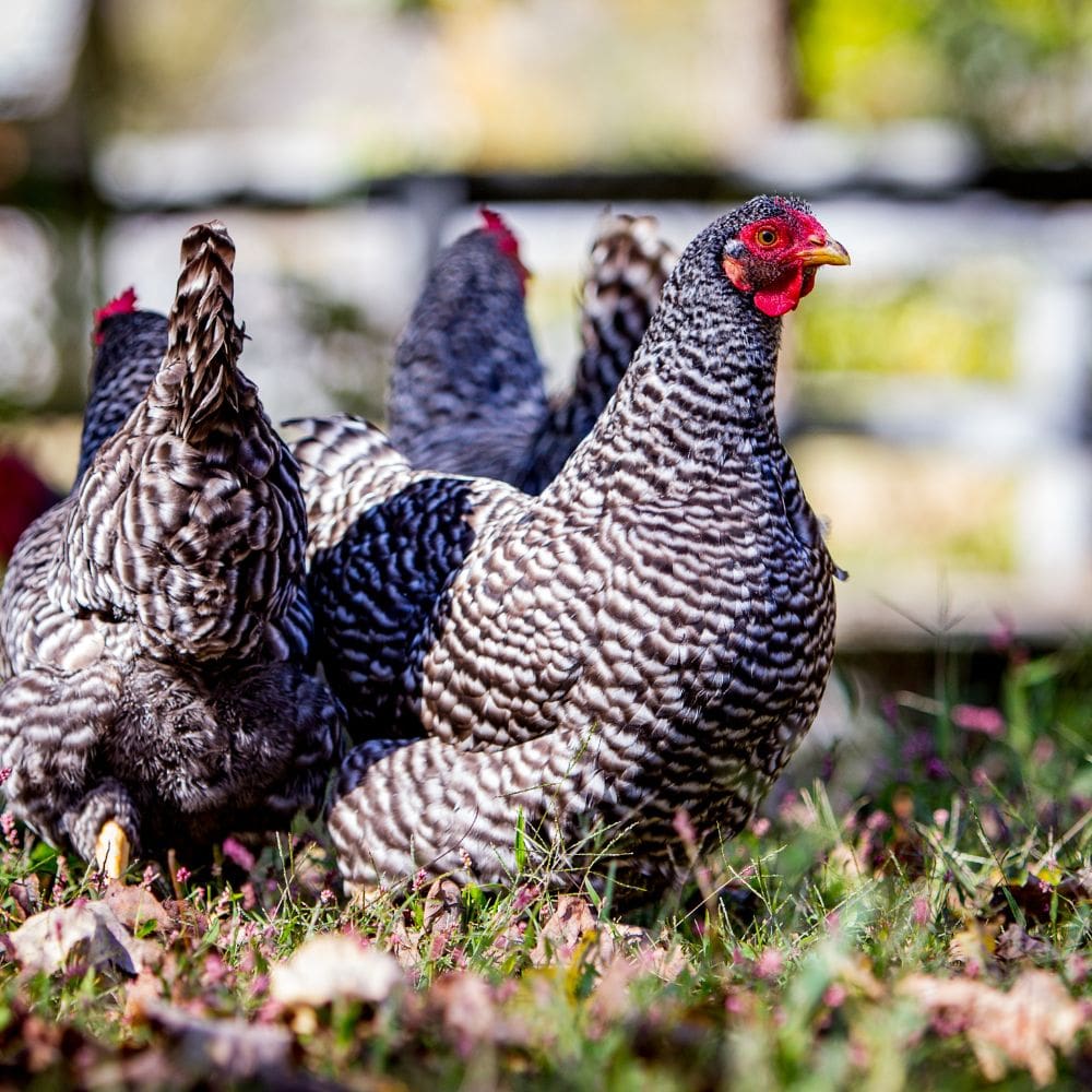 Barred Rock hens gathered on grass and leaves