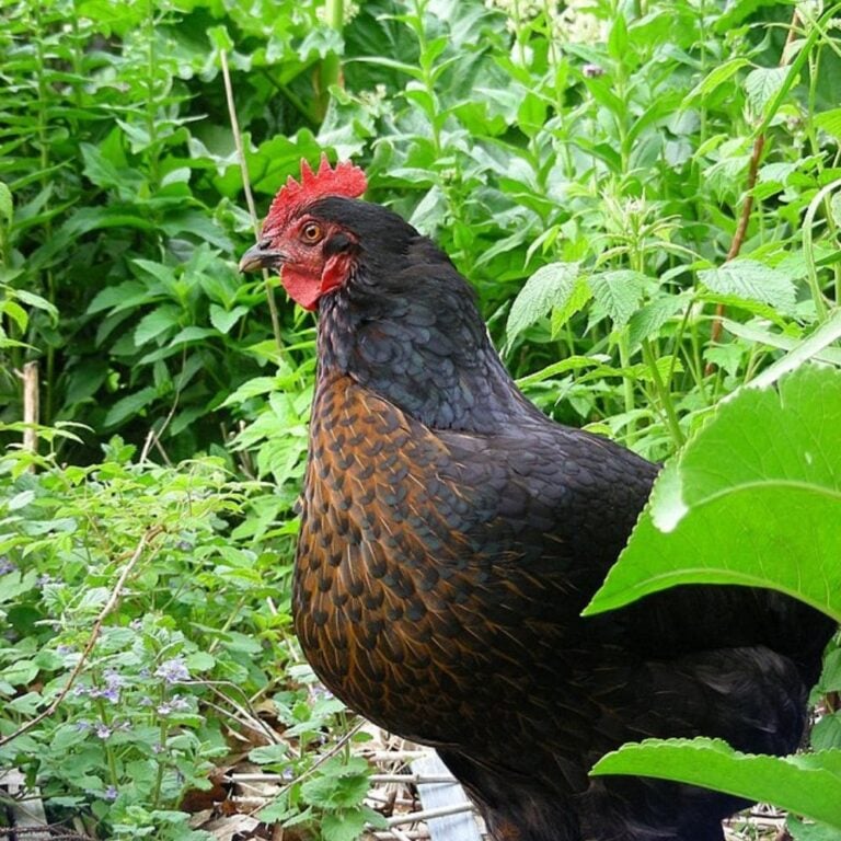 Black Sex Link Chickens: Buyer & Care Guide