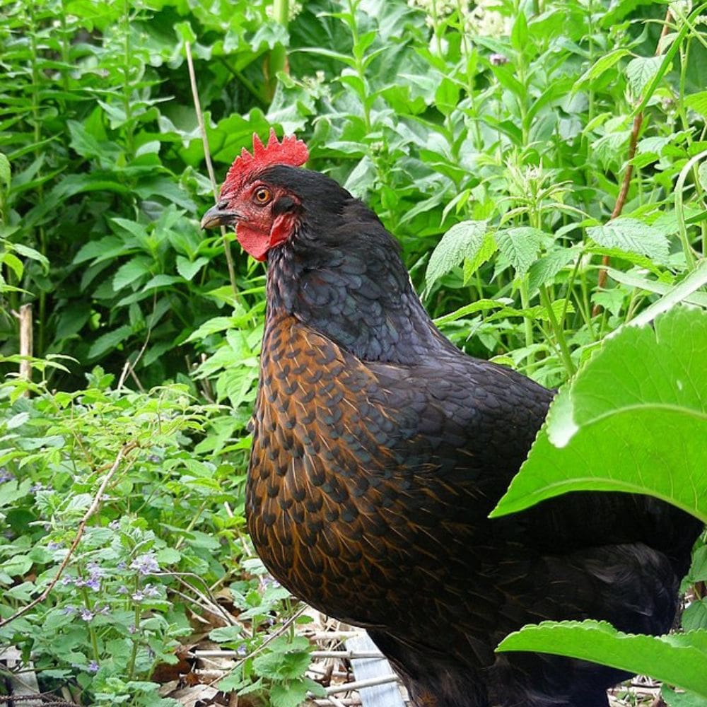 Black Sex Link Chickens: Buyer & Care Guide