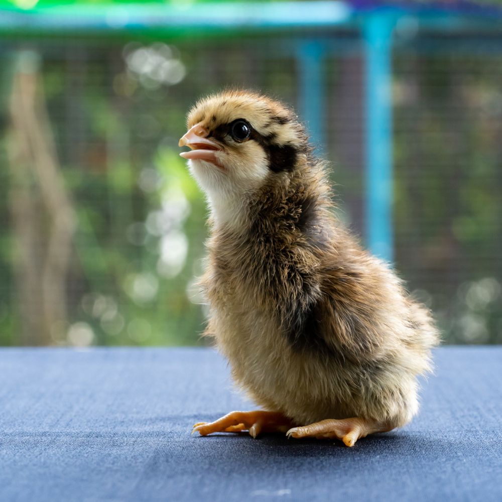 Blue Laced Red Wyandotte chick standing on a table with a blurred background