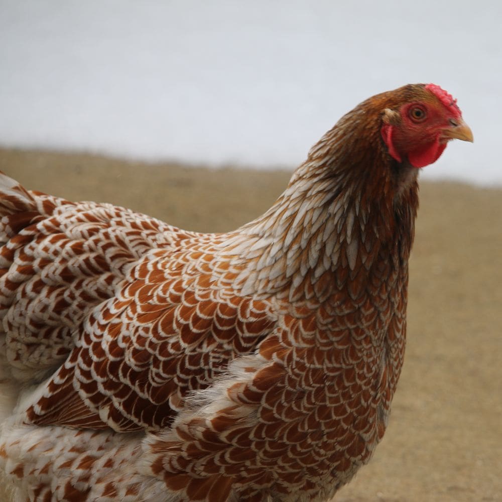 Blue Laced Red Wyandotte hen up close with a blurred background