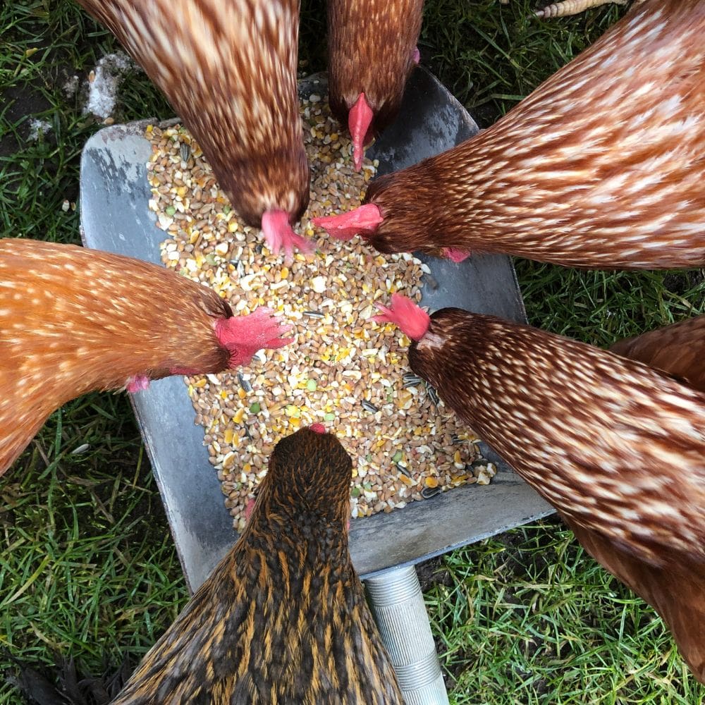 Chickens eating cracked corn out of a shovel