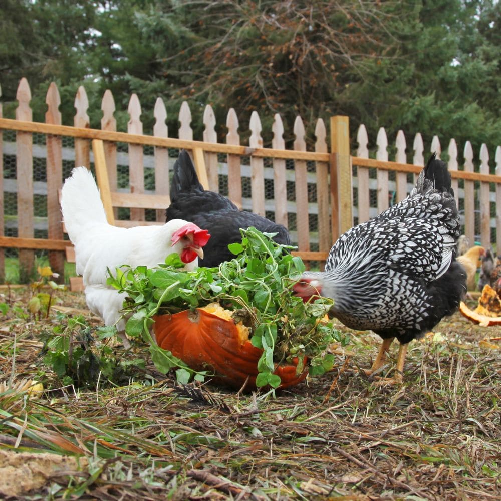 Chickens eating some garden veggies in a garden area