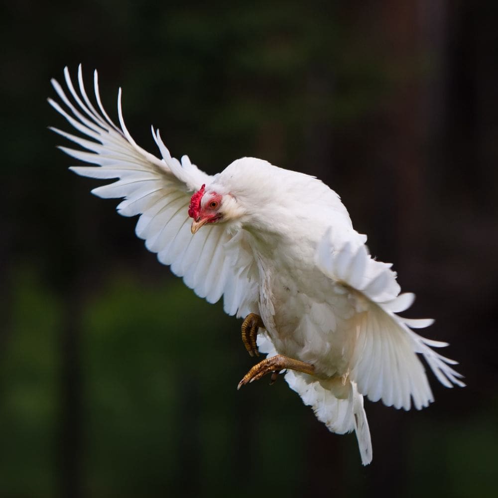 Chicken in flight with blurred background