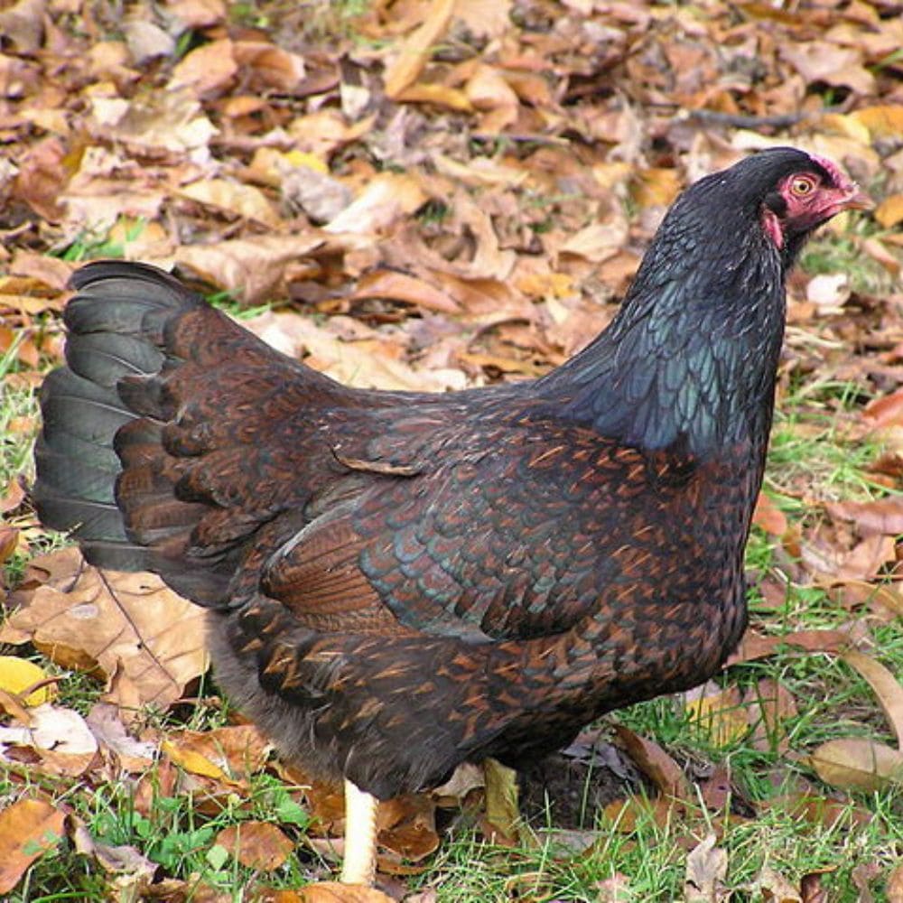 Dark Cornish Chicken with leaves in background on ground