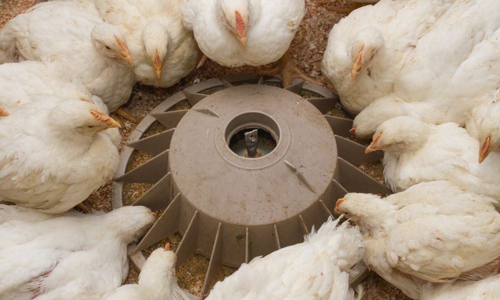 Cornish Cross chickens laying down eating out of feeders