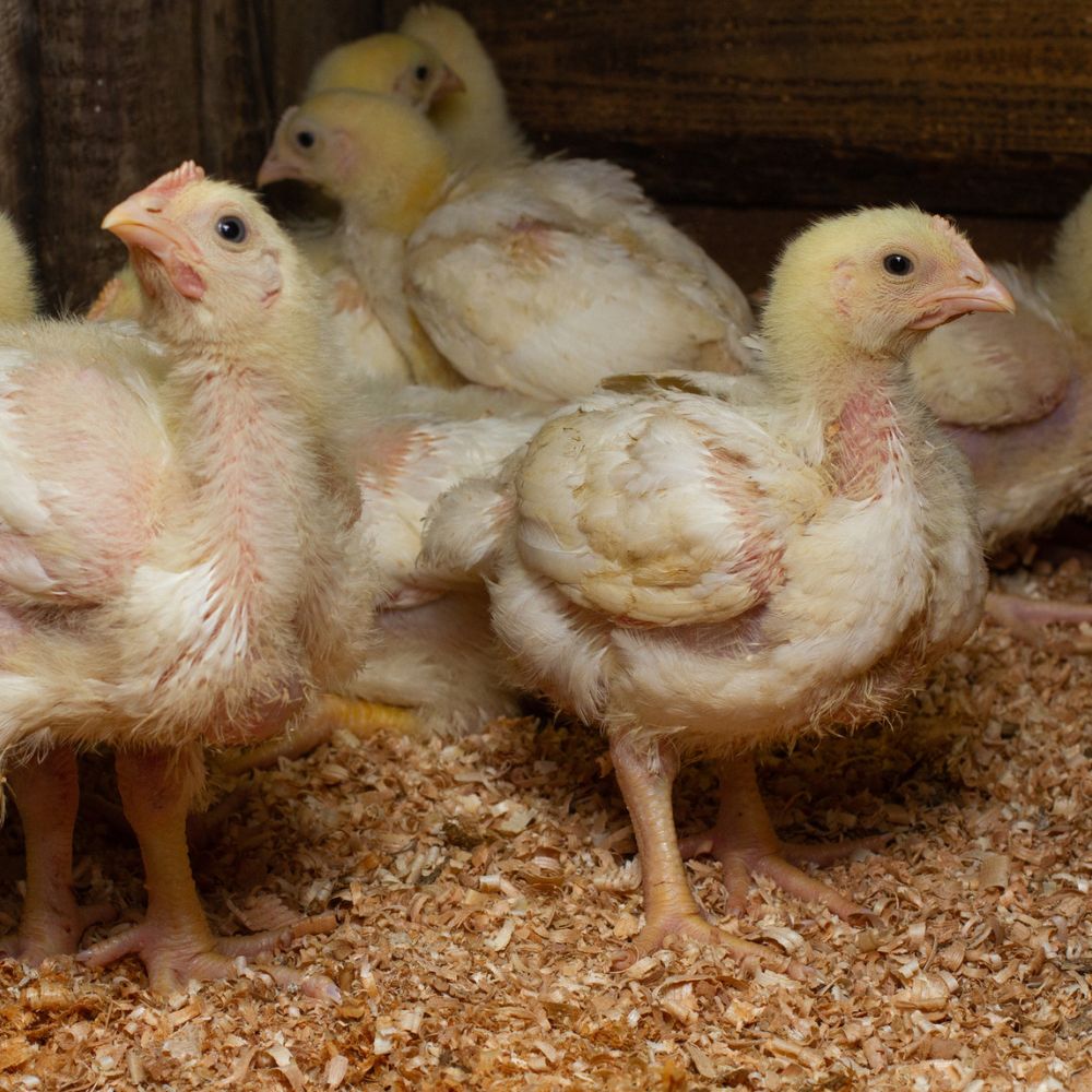 Cornish Cross chicken in brooder about 4 weeks old