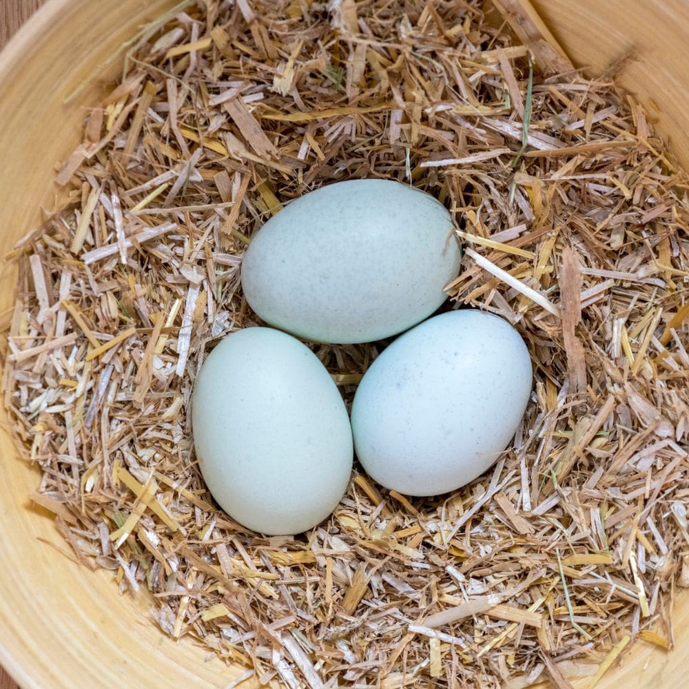 Cream Legbar eggs in a bowl of straw