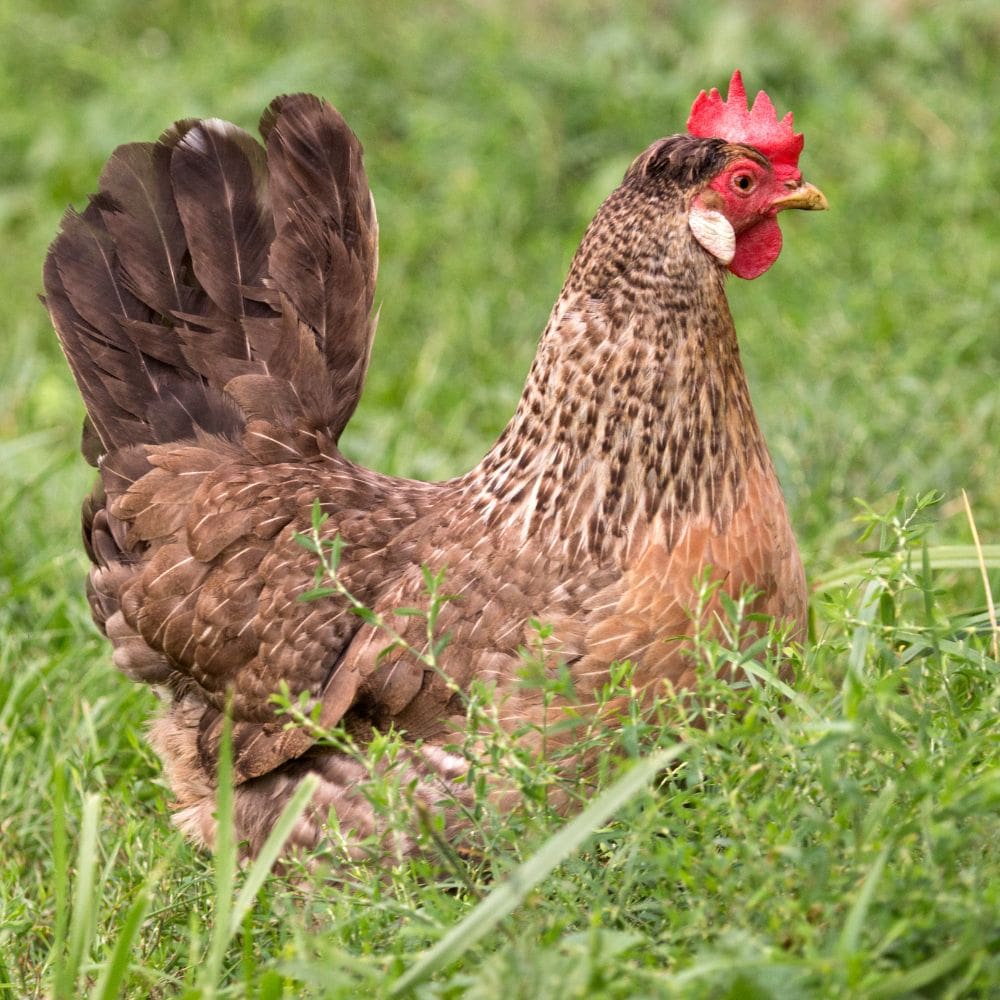 Cream Legbar standing in green grass