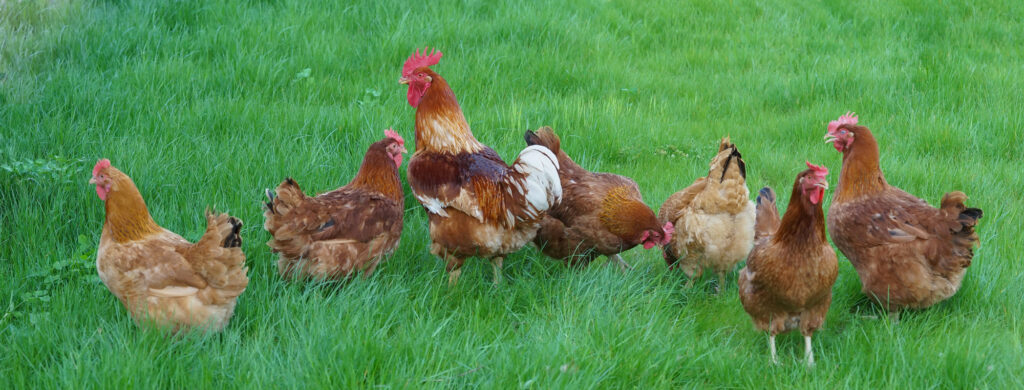 6 New Hampshire hens with 1 rooster on green grass