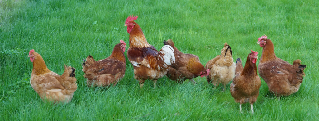 10 Largest Chicken Breeds That Are Also Great Pets