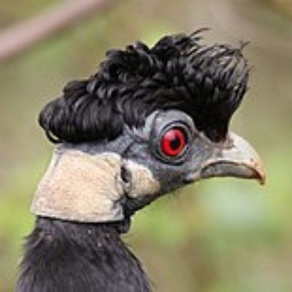 Guinea Crested up close of head