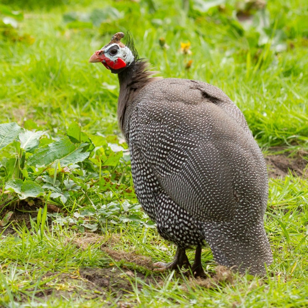 Guinea Hen standing in green grass