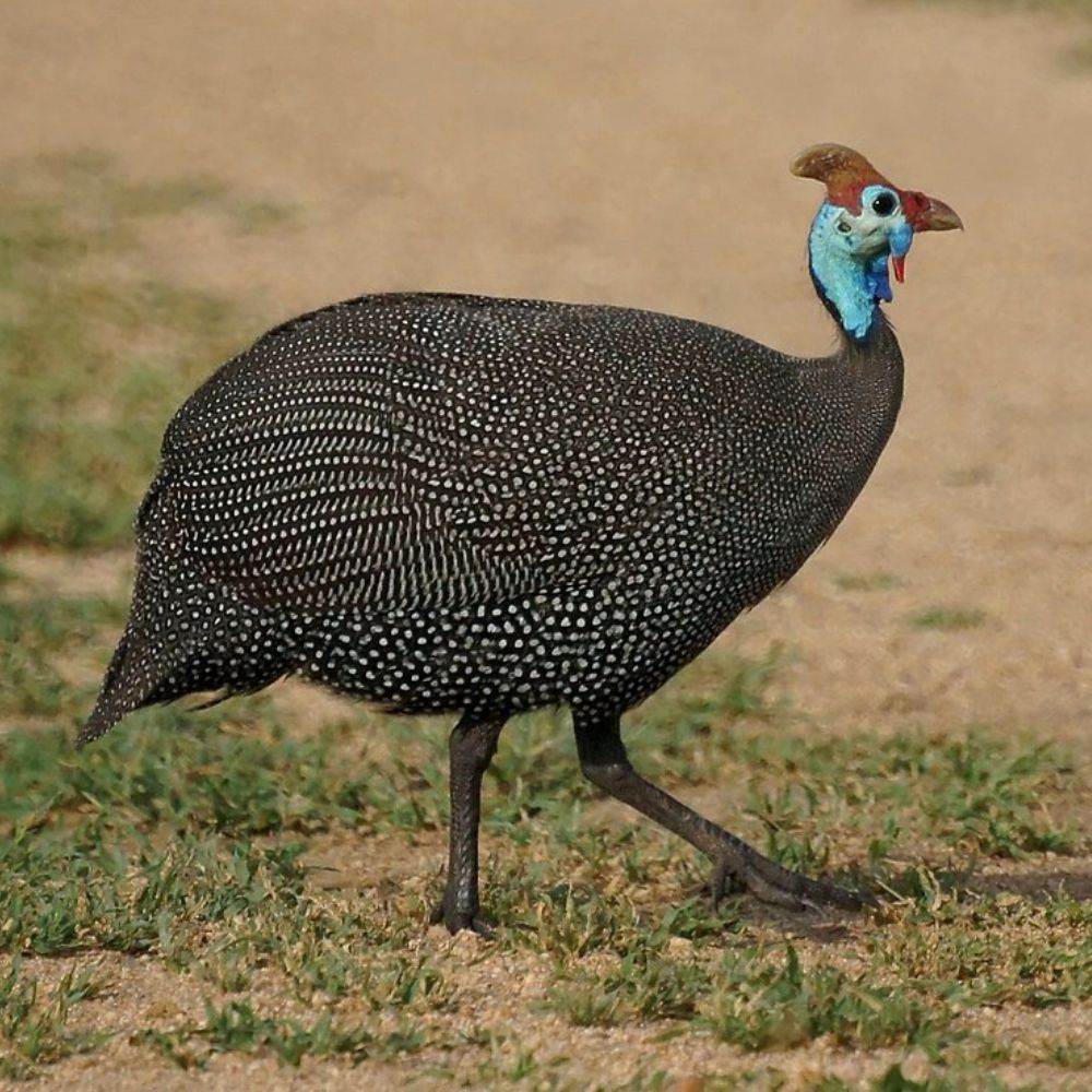 Guinea Helemeted walking on grass