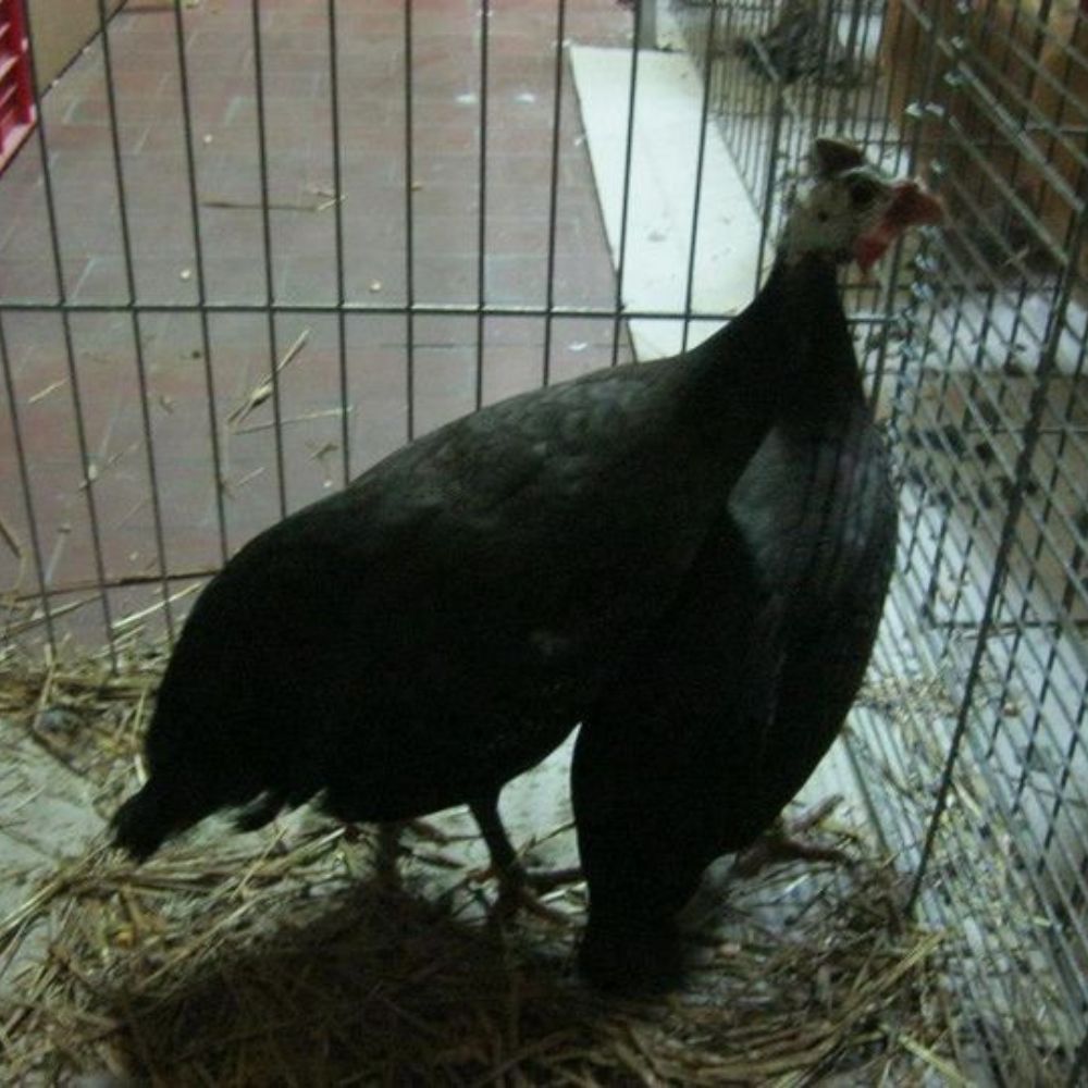 Guinea Black two black guineas in a cage with straw