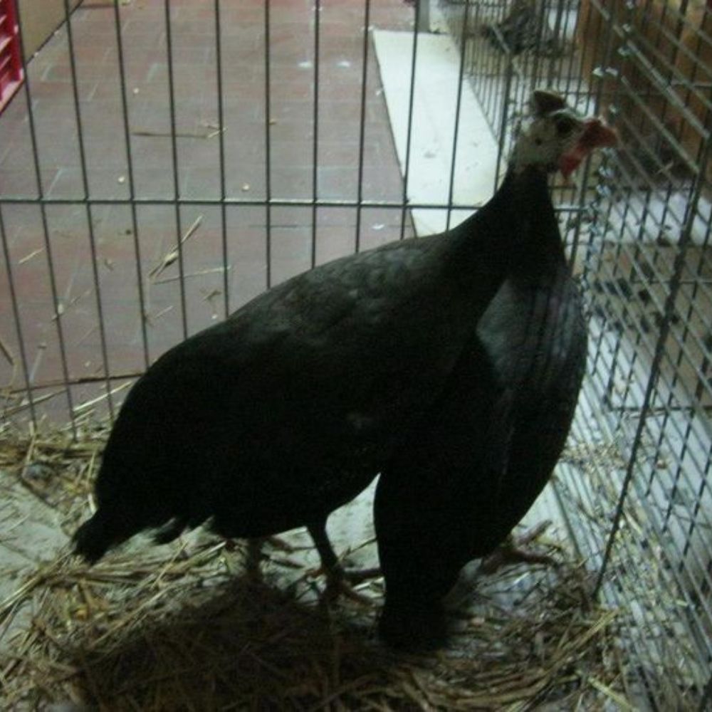 Why Guinea Fowl are the best pest control - Dine a Chook