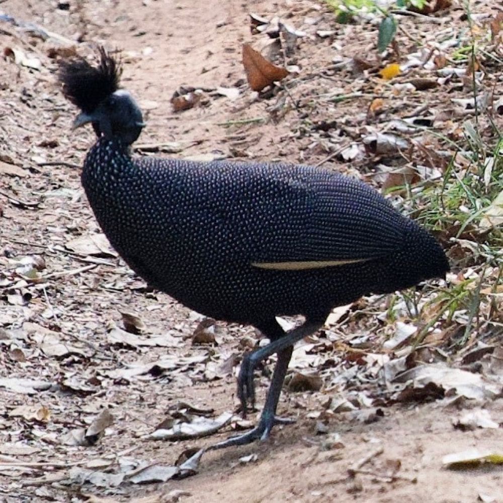 Guinea Plumed standing on leaf covered ground