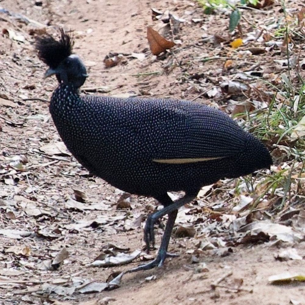 Why Guinea Fowl are the best pest control - Dine a Chook